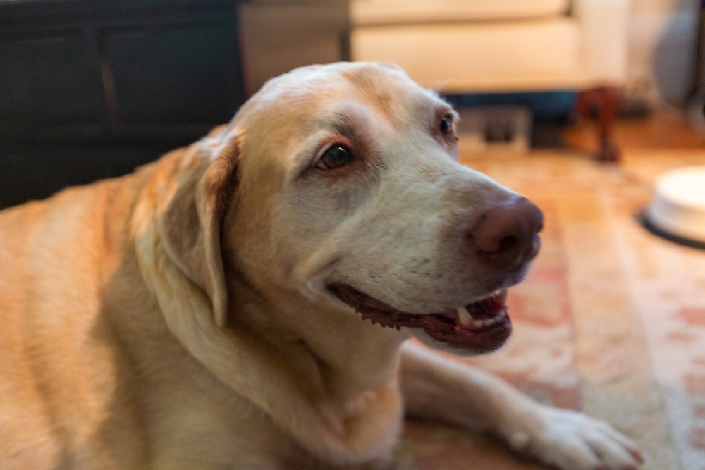 Senior yellow Labrador Retriever sitting in living room, illustrating signs of canine cancer
