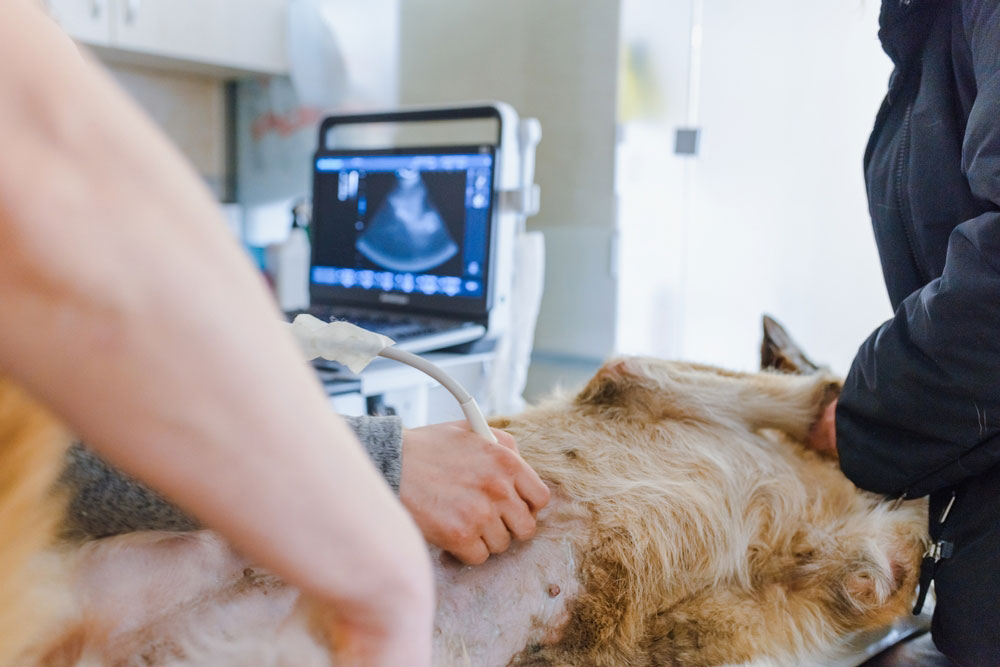 Veterinarian performing a canine maternity exam on a pregnant dog