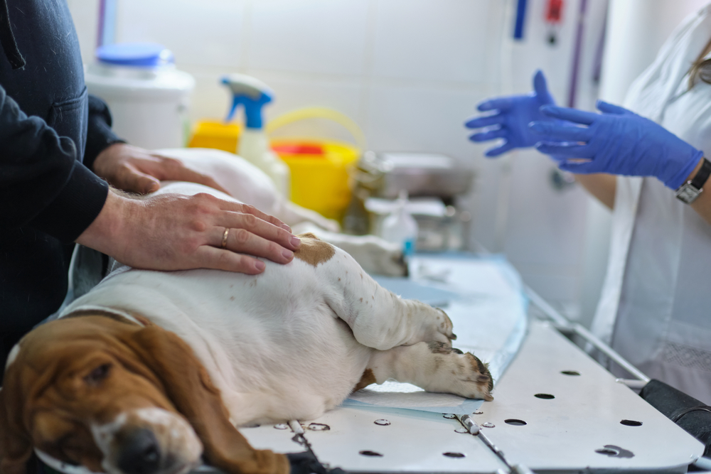 Veterinarian examining a dog's surgical suture during post-op recovery