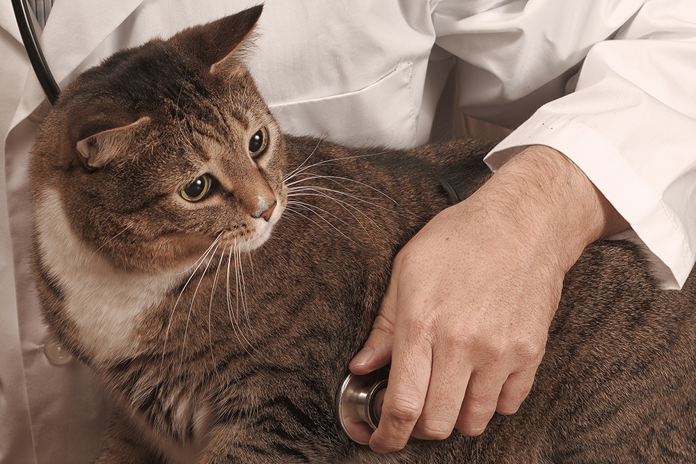 Cat undergoing a routine wellness checkup at a veterinary clinic