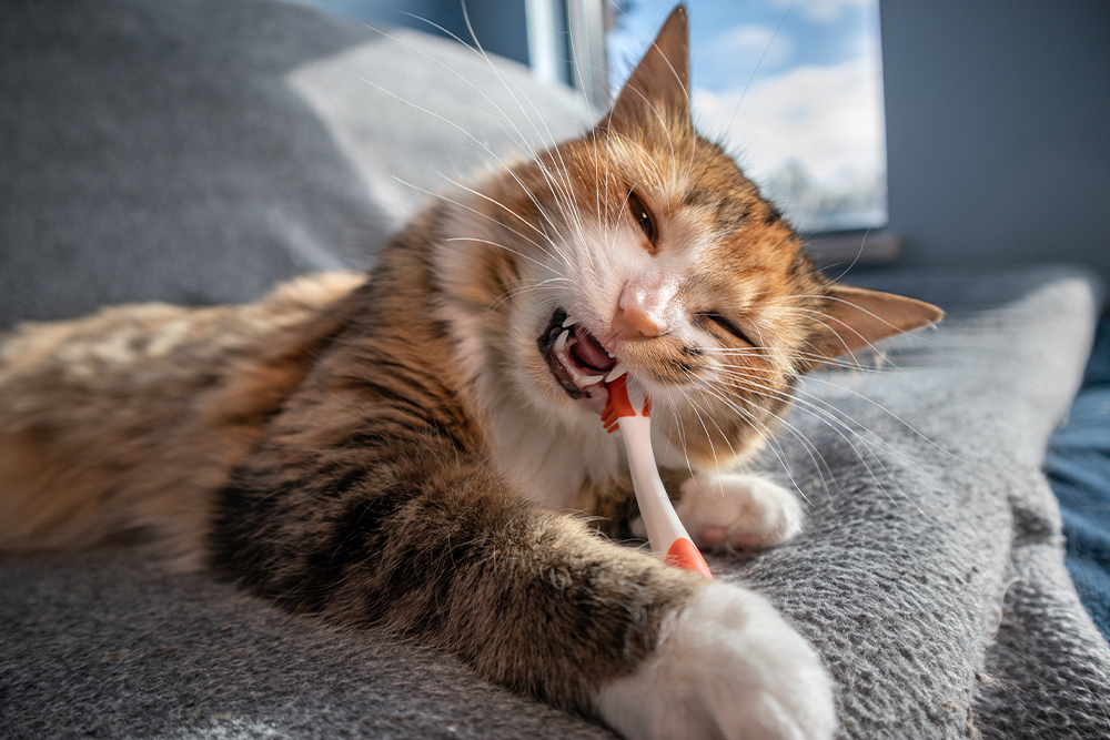 Cat chewing on a toothbrush during a pet dental hygiene routine