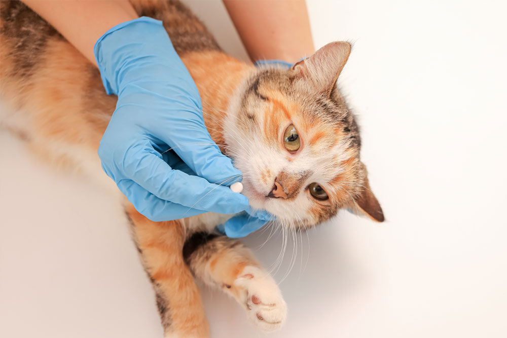 A person wearing blue gloves is gently holding a calico cat’s head and opening its mouth while giving it a white pill. The cat appears calm on a white surface.
