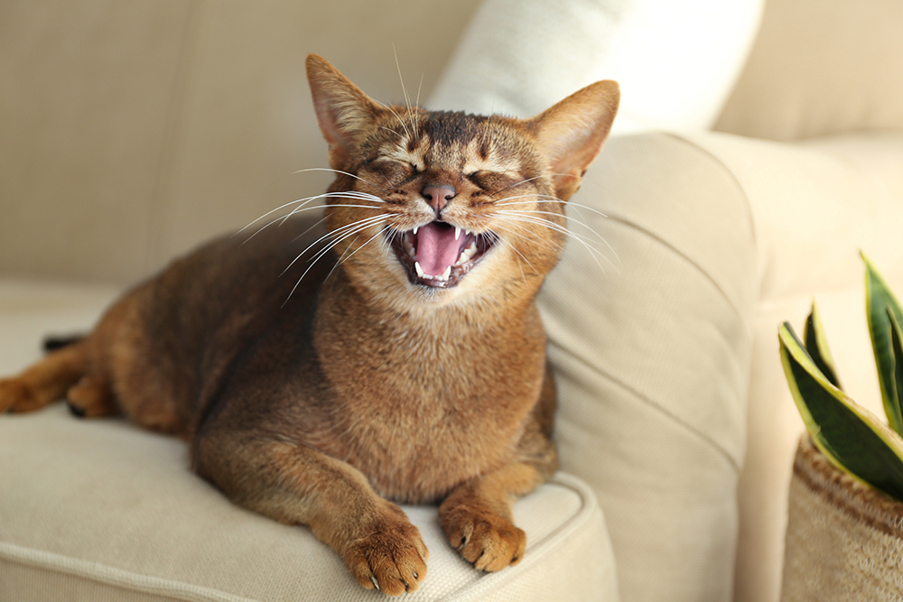 Cat caught mid-meow with mouth open — feline vocalization behavior
