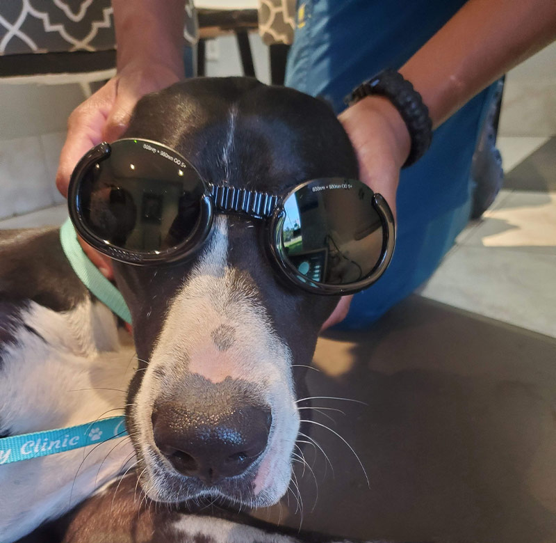 Cold laser therapy treatment applied to a pet for pain relief and accelerated tissue healing
