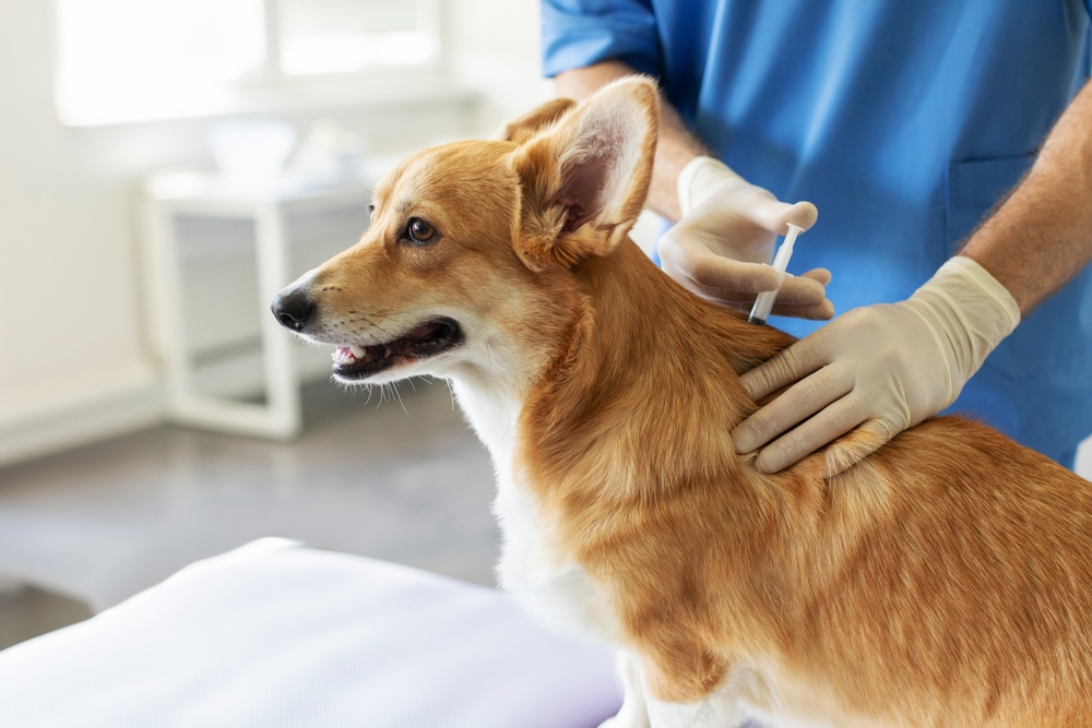 A veterinarian wearing blue scrubs and gloves administers an injection to a brown and white dog, likely a corgi, while the dog stands calmly on an exam table in a clinic.