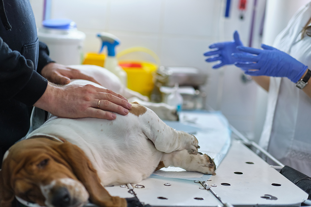 Dog receiving hands-on veterinary care during a clinical exam