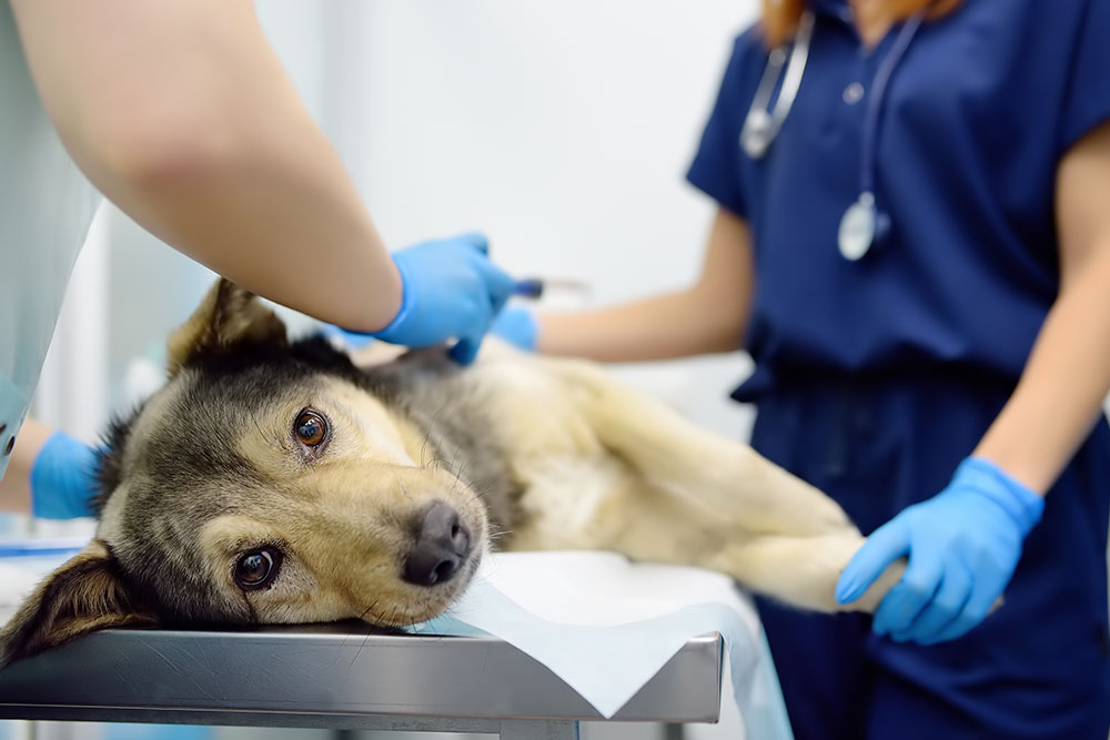 Dog being examined by a veterinarian during a routine wellness visit