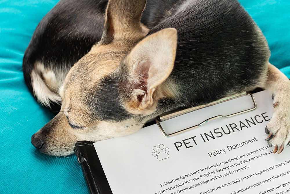 A dog representing pet insurance coverage and protection through an insurance policy.