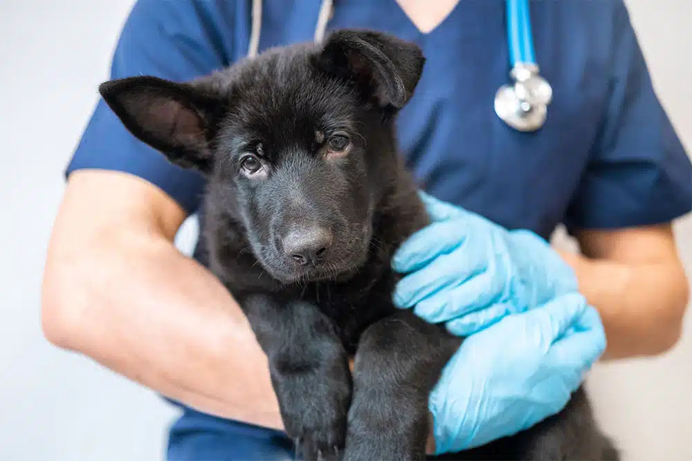 A veterinarian performing emergency life-saving care to stabilize a pet in a critical condition.