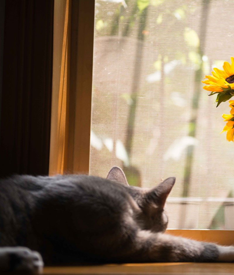 Veterinarian and pet owner sharing a compassionate end-of-life care consultation
