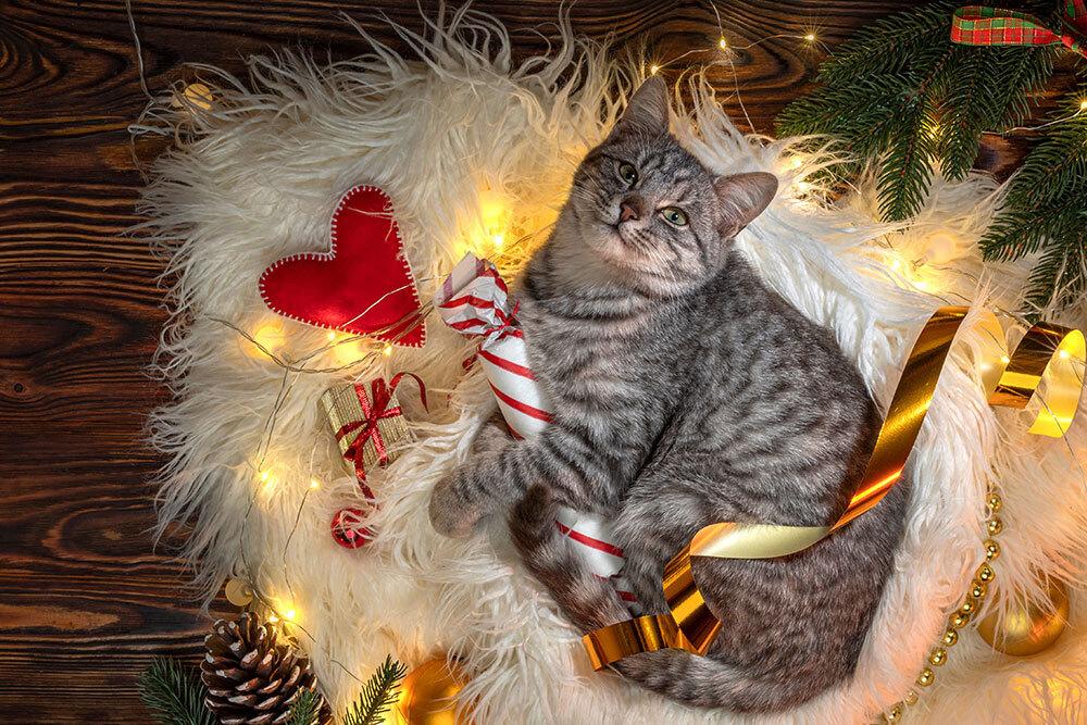 Holiday pet safety graphic showing festive dangers like toxic plants and decorations for pets