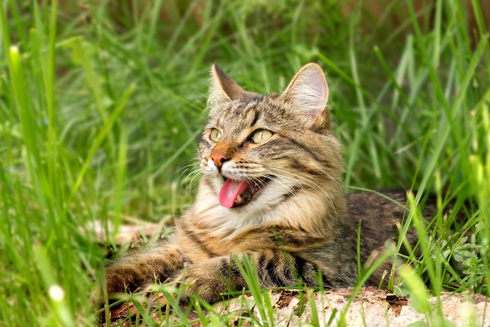 Healthy cat during a veterinary respiratory and breathing health examination