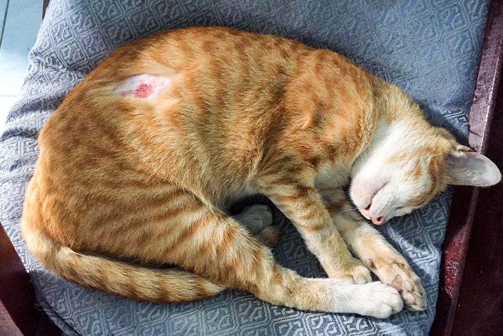 Injured cat resting comfortably during veterinary recovery and rehabilitation