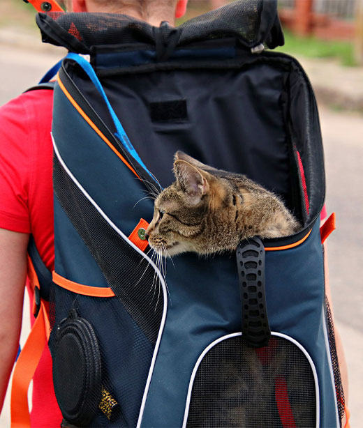 International pet health certificate documentation for export travel compliance at a vet clinic
