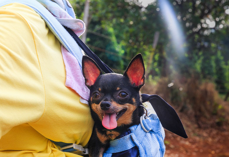 Required pet vaccination records and health documents for international travel certification
