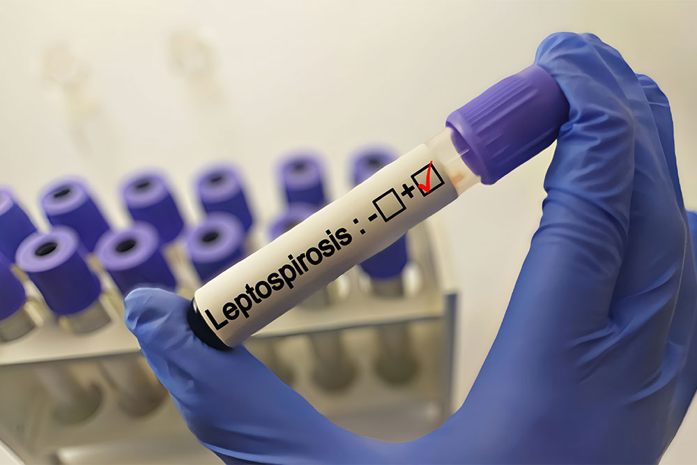 Leptospirosis diagnostic test being conducted at Valley Center Veterinary Clinic