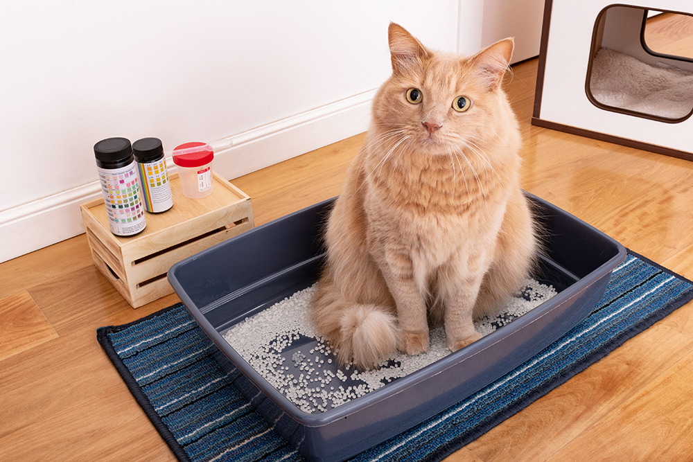 Feline urinalysis with reagent test strips for cat urinary tract health screening