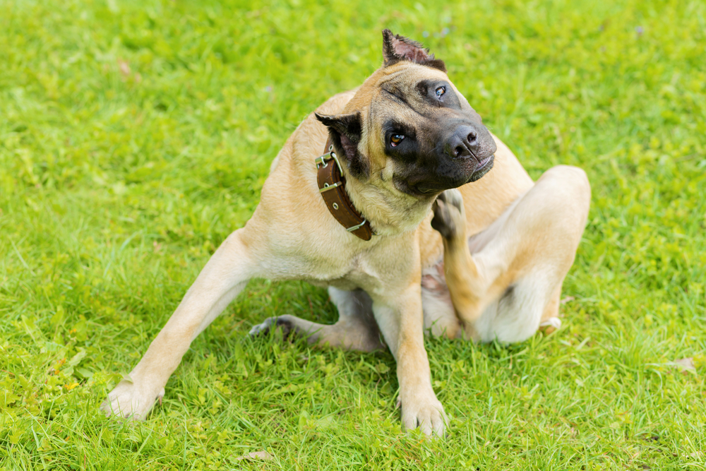Young Cane Corso dog scratching and biting from pet allergy symptoms