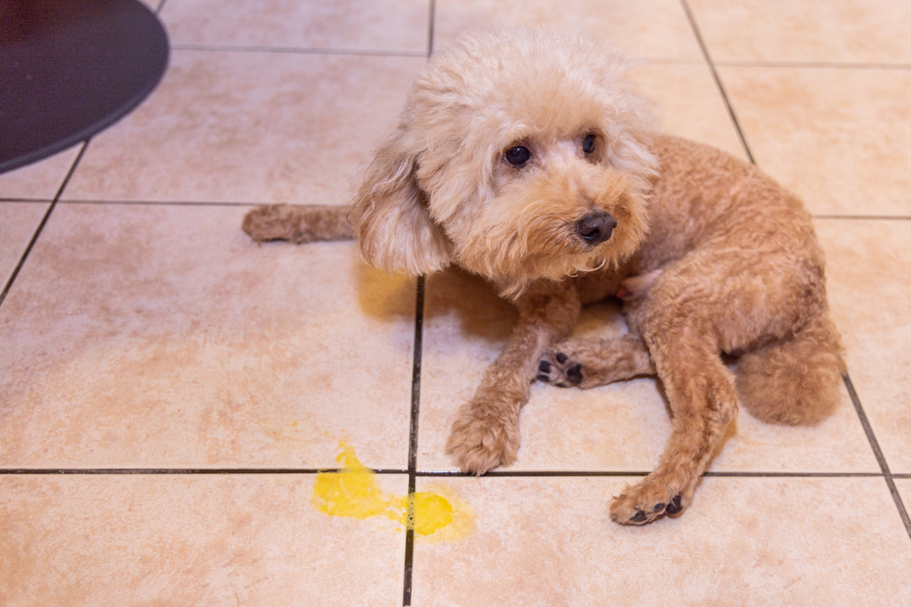 Toy poodle that has vomited yellow bile, a warning sign requiring prompt veterinary attention