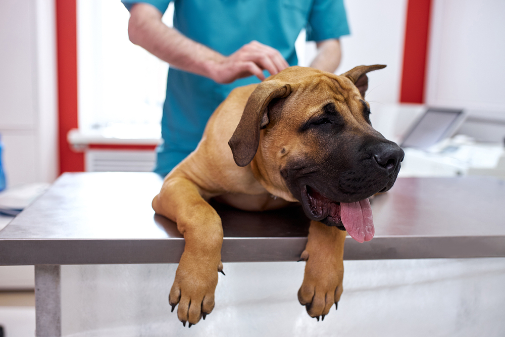 Portrait of a sick pet during veterinary treatment at a clinic — representing pet illness care and the importance of timely treatment.