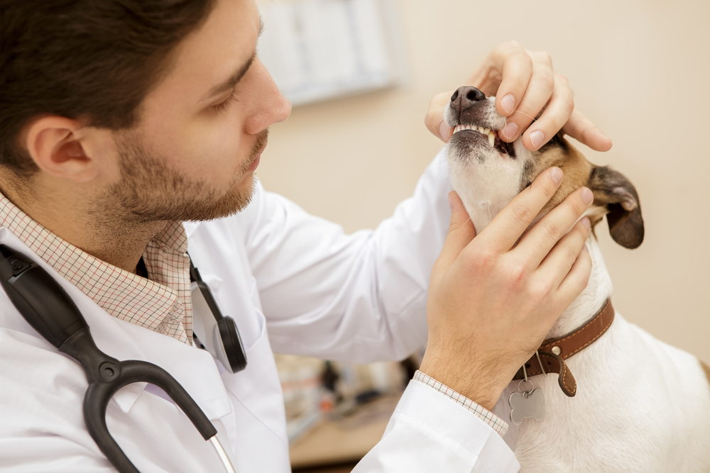 Veterinarian conducting a thorough close-up dental examination of a pet's teeth