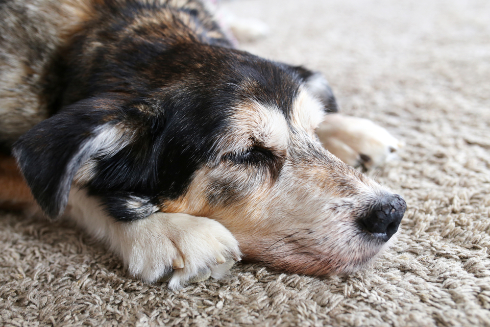 Sleepy senior German Shepherd mix dog resting — recognizing fatigue in aging pets