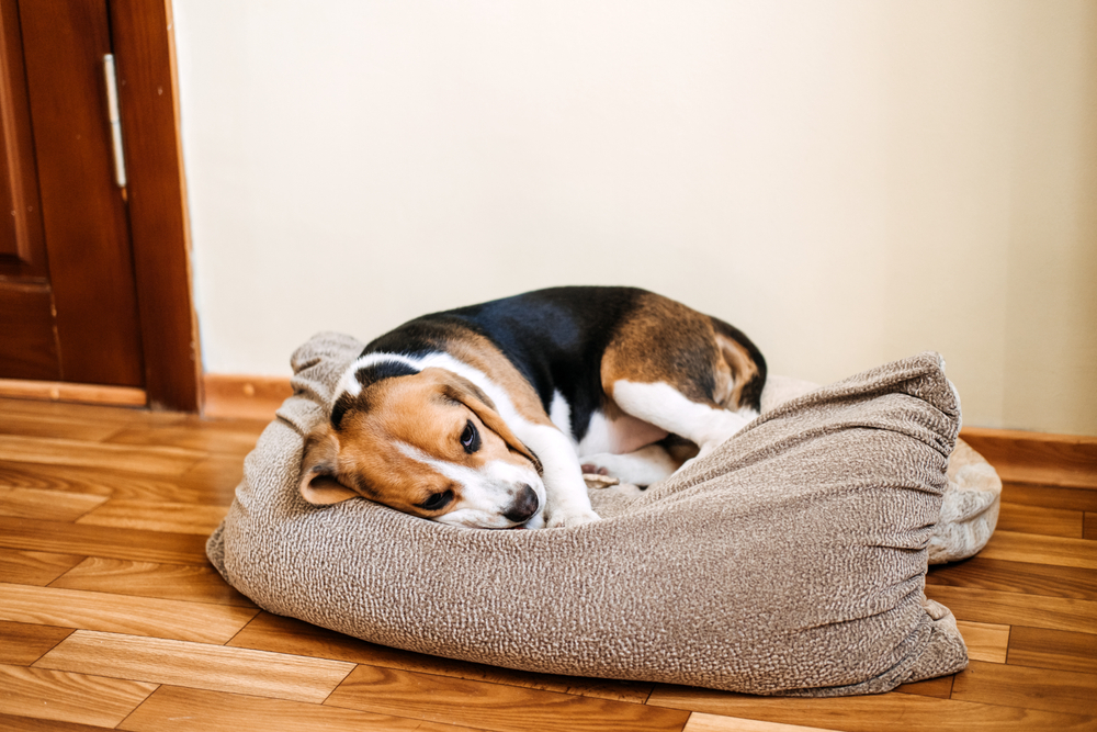 Sick puppy lying down representing common puppy illnesses requiring veterinary care