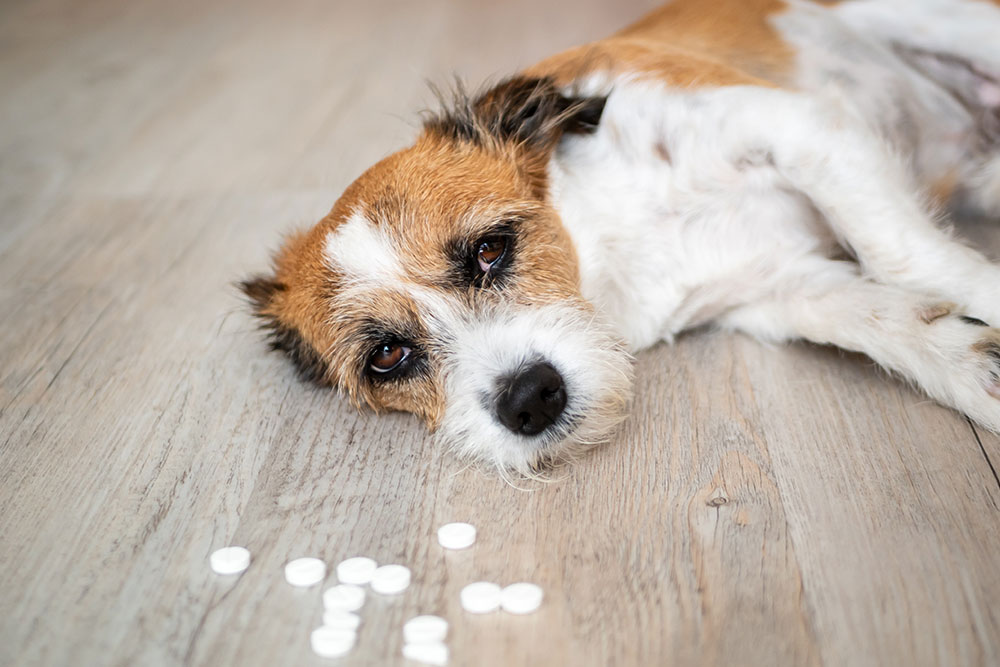 Sick terrier resting near prescribed pills during veterinary treatment