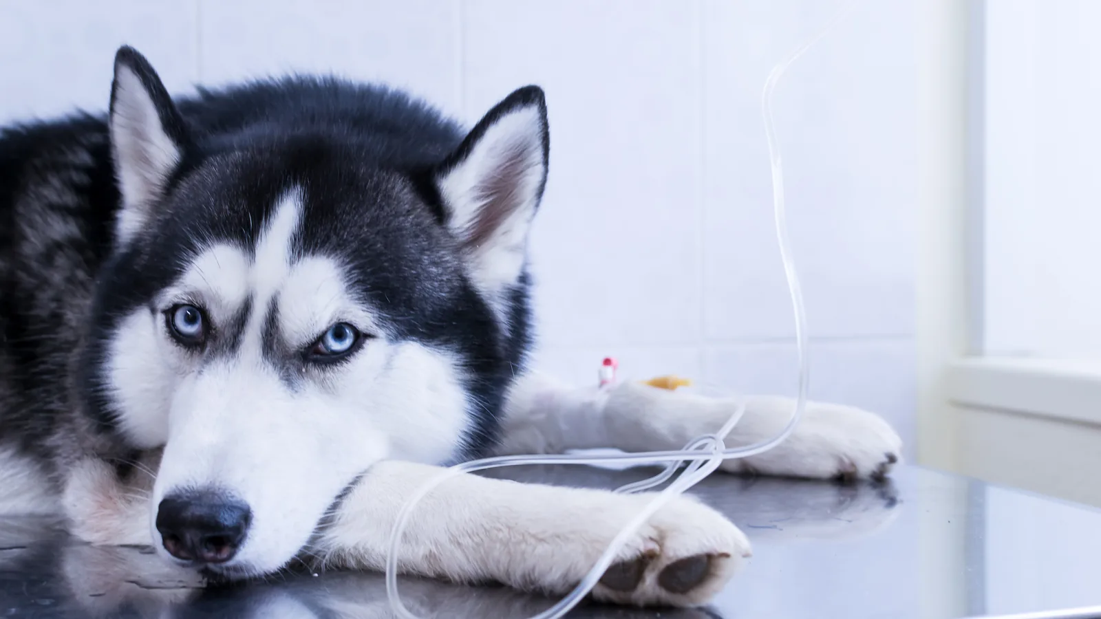 Sick husky lying on an exam table receiving IV fluids