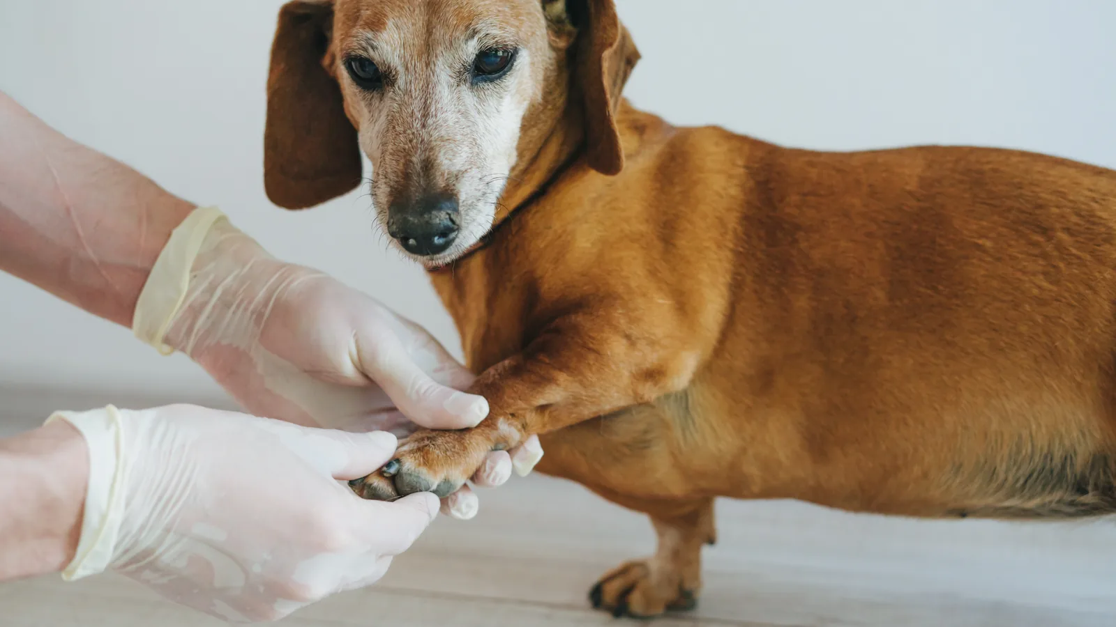 Senior dachshund receiving a veterinary exam