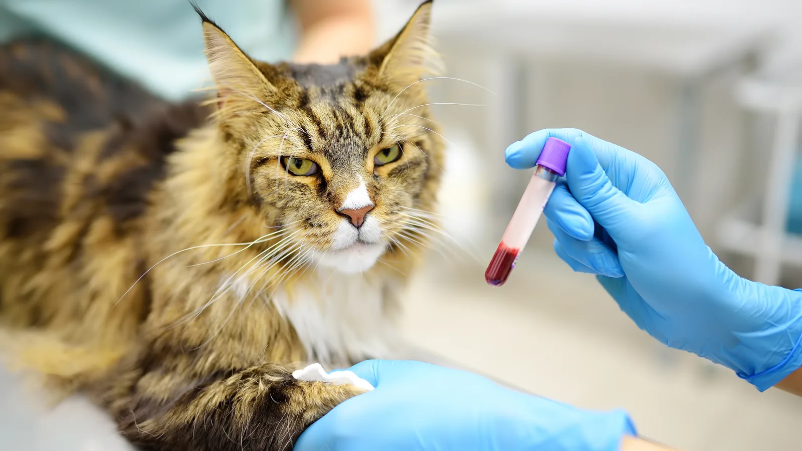 Long-haired tabby cat with a bandage on its front leg after having blood drawn