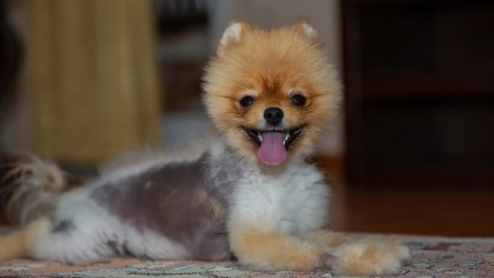 Pomeranian with alopecia showing missing hair along its trunk