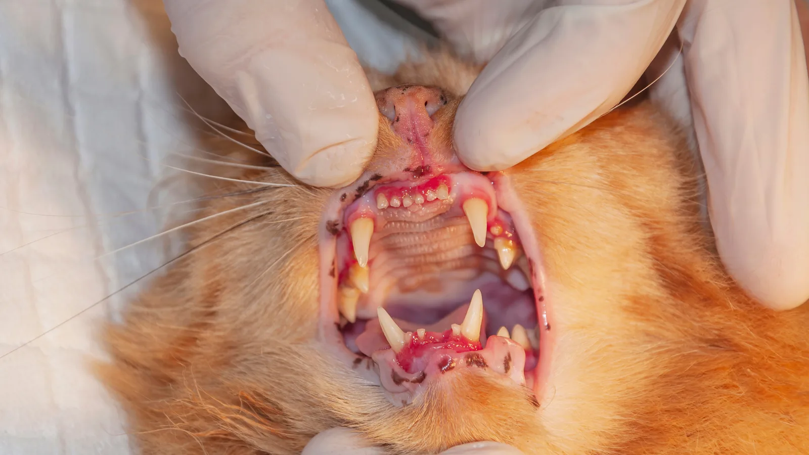 Cat with stomatitis receiving a dental exam