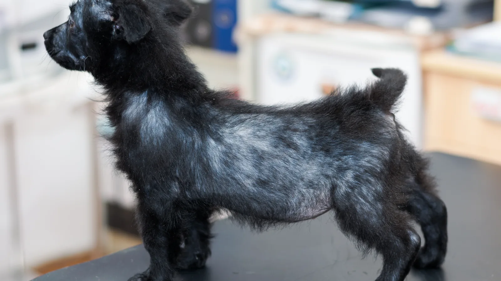 Black puppy with hair loss across its face and body from mange