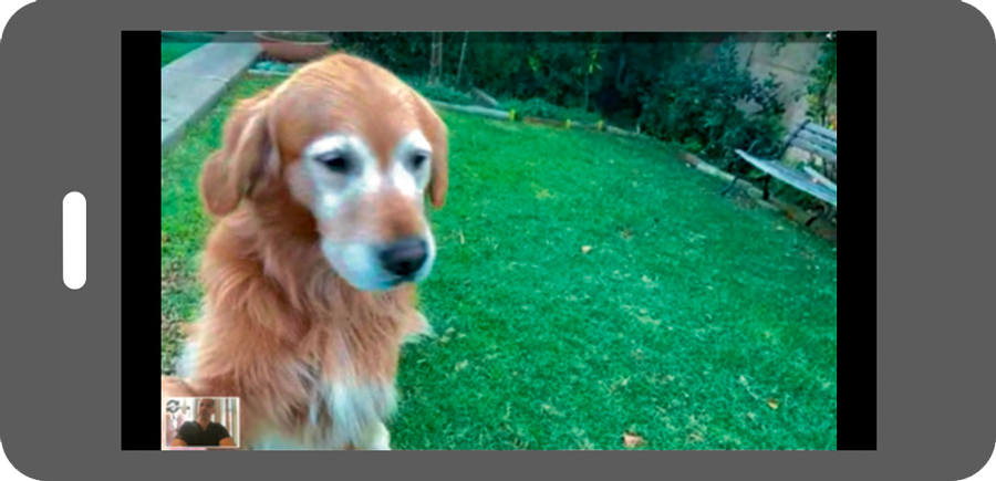 VetTriage app displayed on a smartphone — virtual pet care consultations
