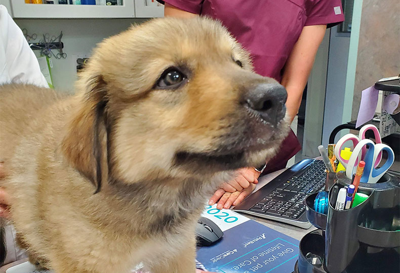 Dog receiving routine preventive veterinary care at Valley Center Vet Clinic in California
