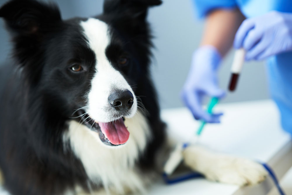 Border collie undergoing blood work and diagnostic testing at a veterinary clinic