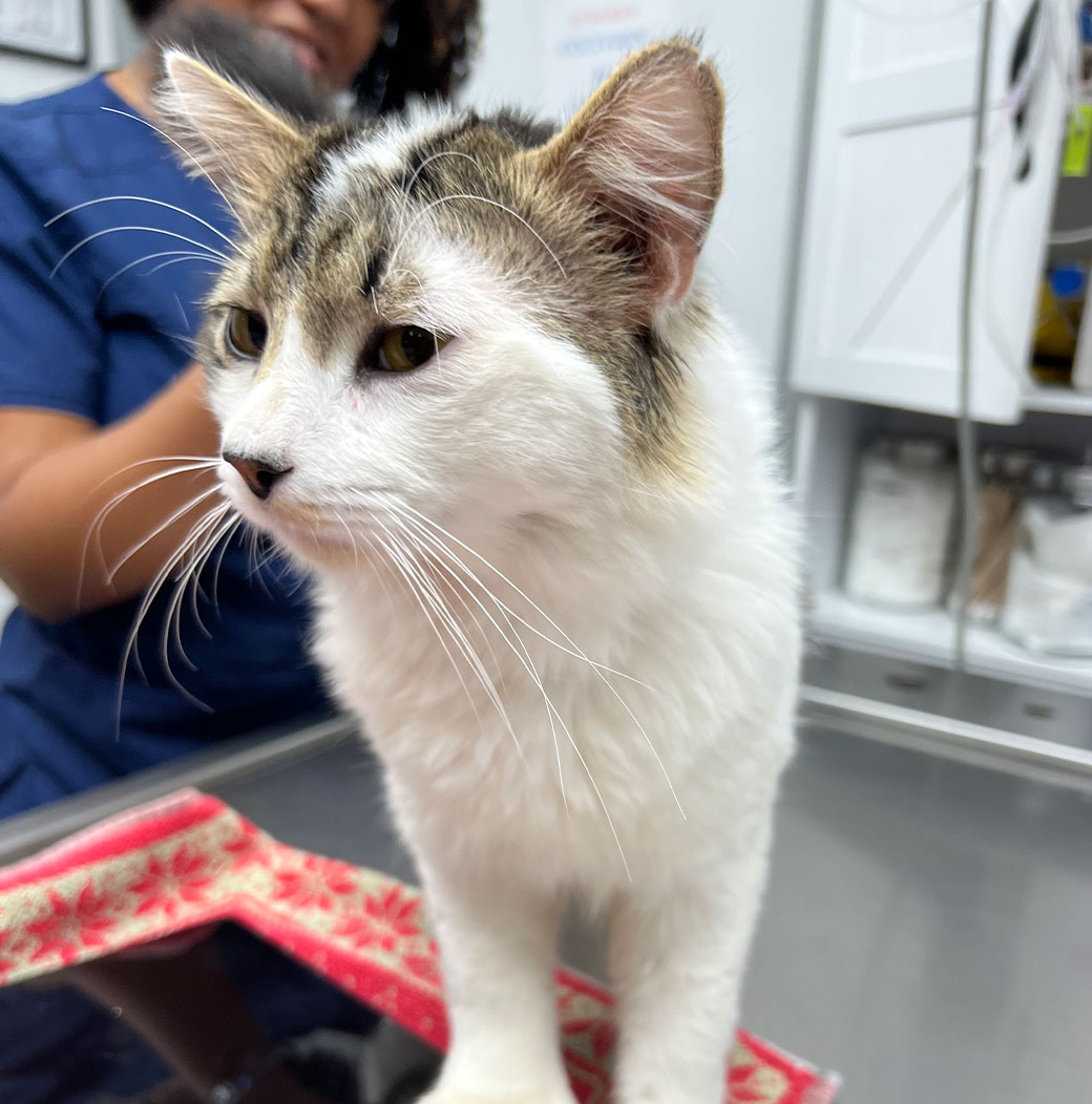 Veterinary staff member at Valley Center Veterinary Clinic in California
