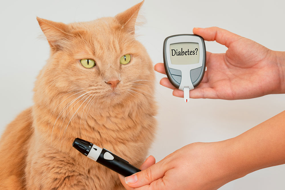 Cat receiving a blood glucose test for diabetes diagnosis at Valley Center Veterinary Clinic