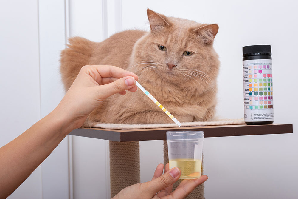 Veterinarian collecting urine sample from cat to assess feline urinary tract health