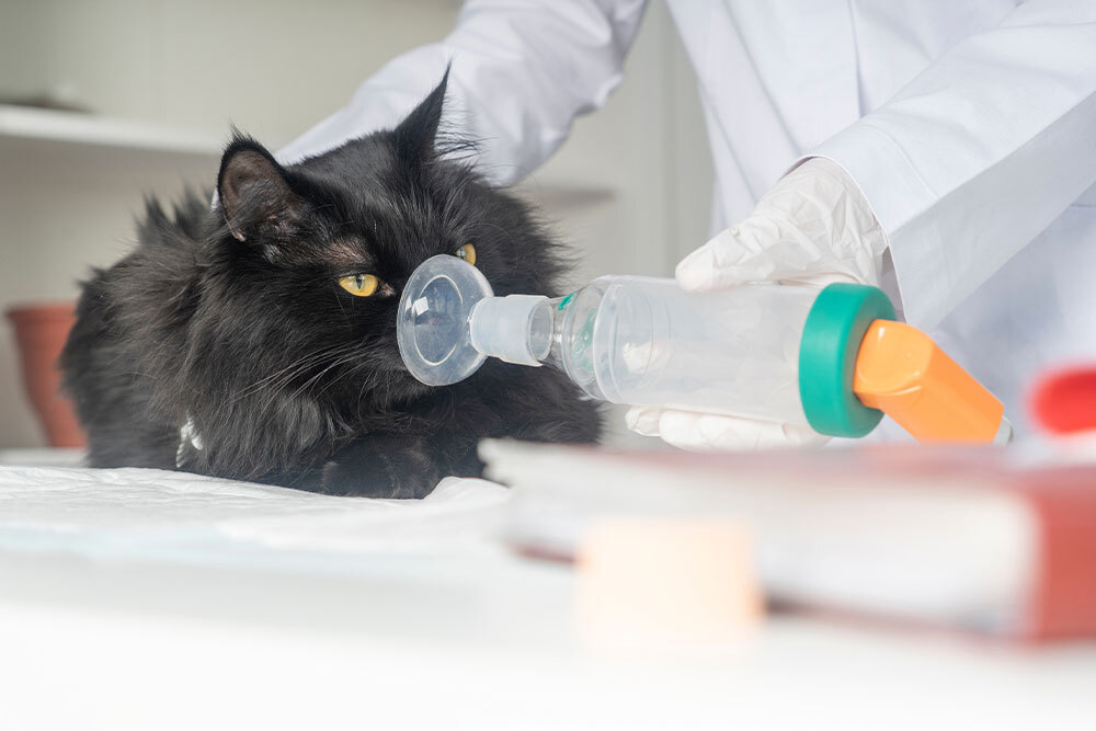 Veterinarian treating cat with respiratory condition at animal clinic