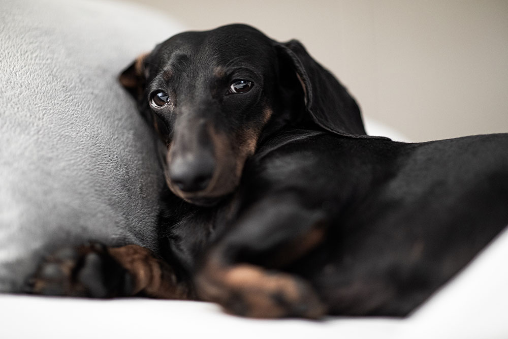 Dachshund portrait — canine wellness and preventive care at Valley Center Veterinary Clinic