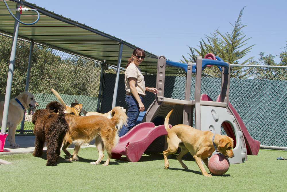 Professional dog daycare environment with staff ensuring dog safety and supervision