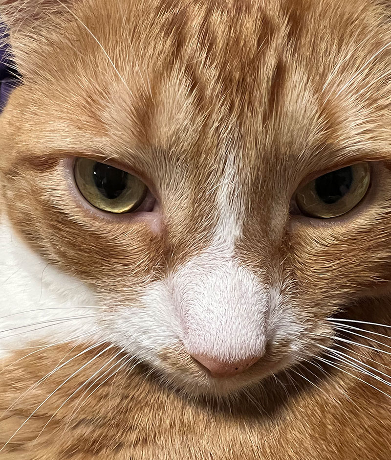 Veterinarian performing emergency care on a pet in Valley Center
