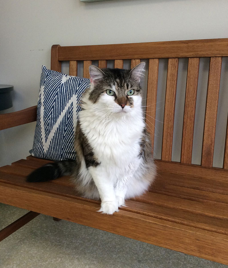 Emergency veterinary care services at Valley Center Veterinary Clinic in Valley Center, CA
