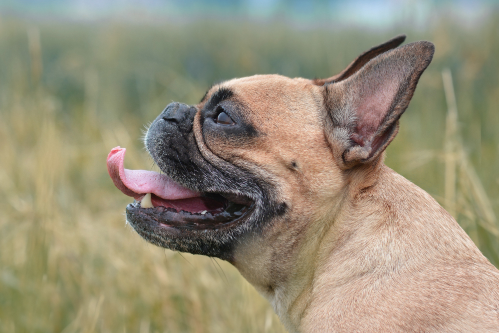 Small French Bulldog being supported by a person.