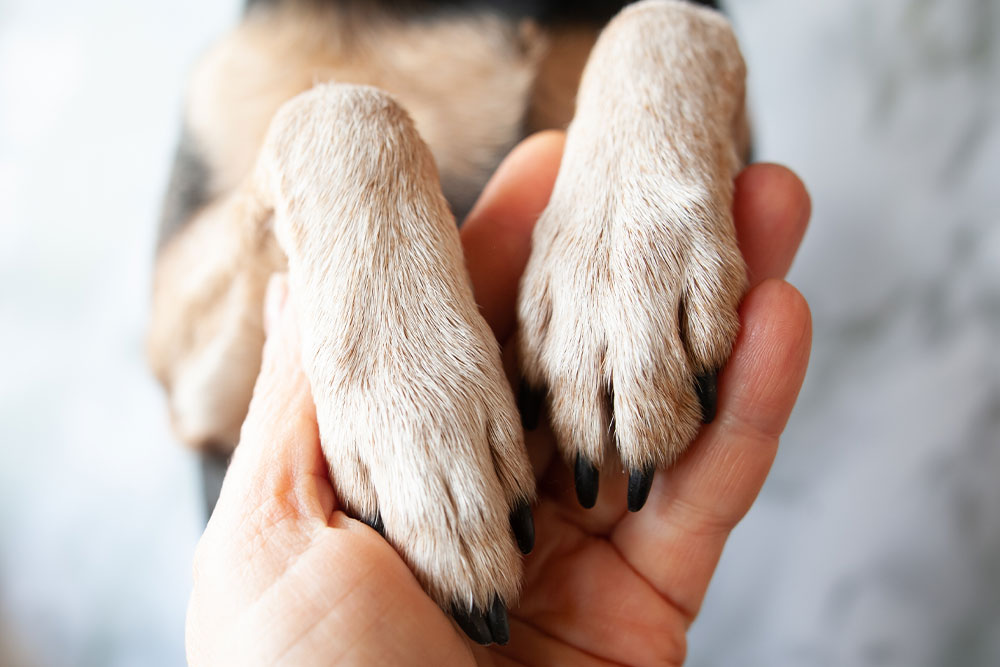 Human hand cradling dog paws, showing compassionate veterinary pet care bond