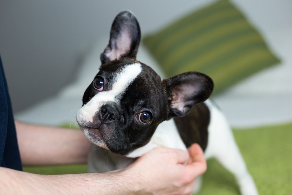 Frenchie being held affectionately by its owner.