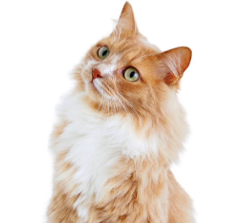 Payment and financing options for veterinary care at Valley Center Veterinary Clinic
