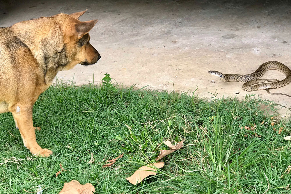 Venomous snake posing danger to pets, veterinary emergency snake bite awareness